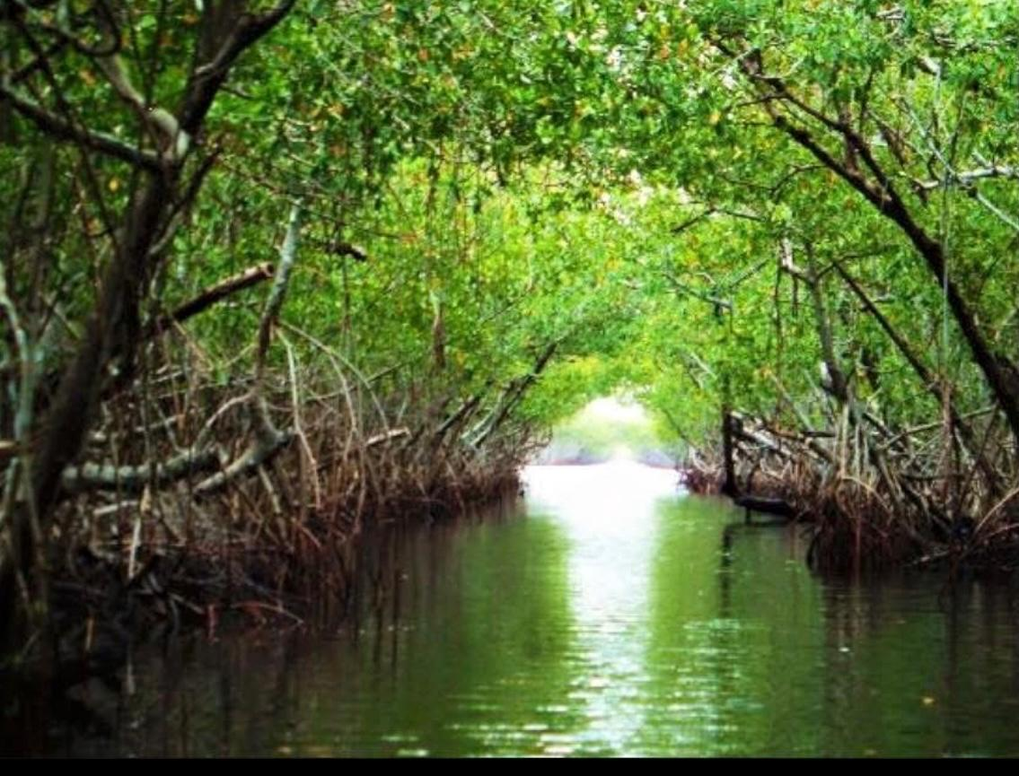 Mangrove waterway in Southwest Florida