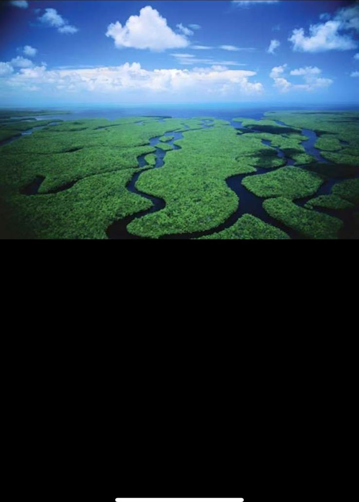 Aerial view of the Everglades